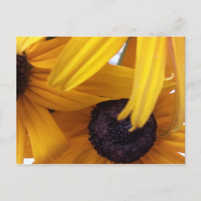 Cartão Postal Cornflower 1 (Frente)