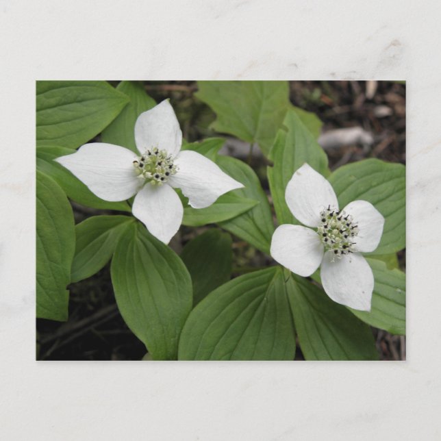 Cartão Postal Cornouiller do Canadá (Frente)