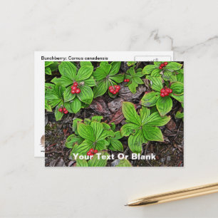 Cartão Postal Cornus Canadensis Com Frutas