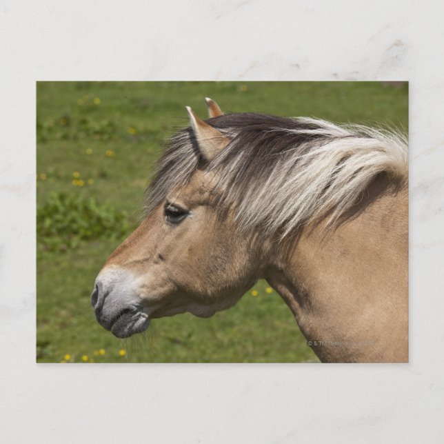 Cartão Postal Coro de fiorde norueguês (Frente)