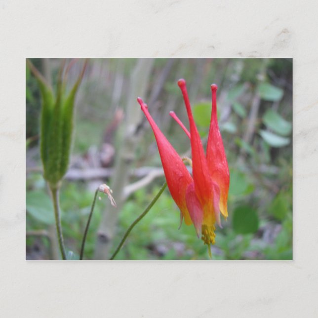 Cartão Postal Coroa (Frente)