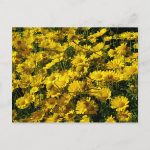Cartão Postal Coroa de Daisias/Chrysanthemum Coronarium
