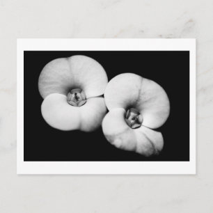 Cartão Postal coroa de espinhos