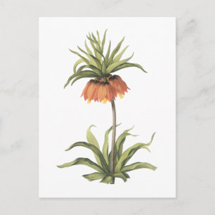 Cartão Postal coroa imperial (Fritillaria imperialis) por Redout