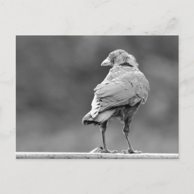 Cartão Postal Coroa Preta (Frente)