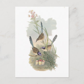 Cartão Postal Coroa-púrpura