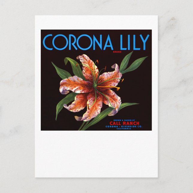 Cartão Postal Corona Lily (Frente)