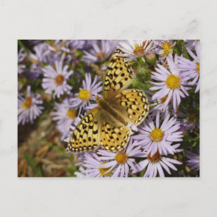 Cartão Postal Coronis Fritillary em Aster Flowers em Grand Teton