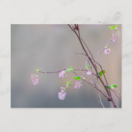 Cartão Postal Corrente de Flor Rosa