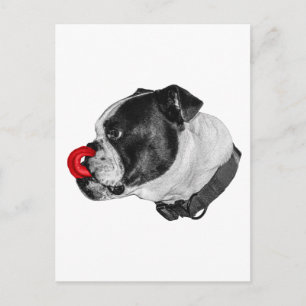 Cartão Postal Correspondência com Acento Vermelho Bulldog