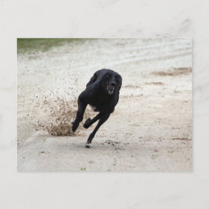 Cartão Postal corrida de galgos