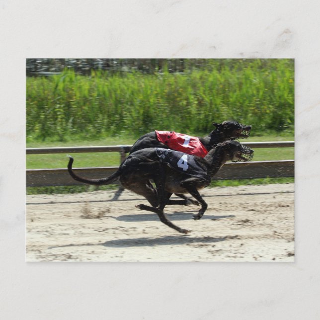 Cartão Postal corrida de galgos (Frente)