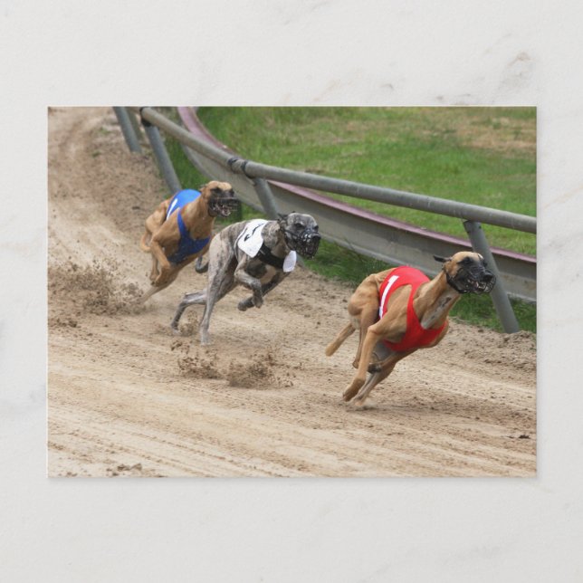 Cartão Postal corrida de galgos (Frente)