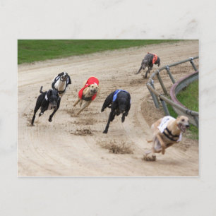 Cartão Postal corrida de galgos