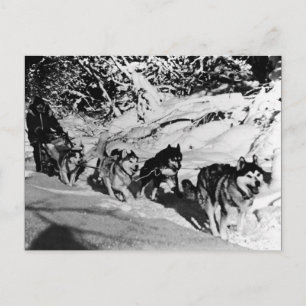 Cartão Postal Corrida de trenó Vintage Alaska esquimó Malamute