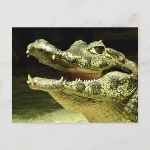 Cartão Postal Corrocodilo/Crocodilo