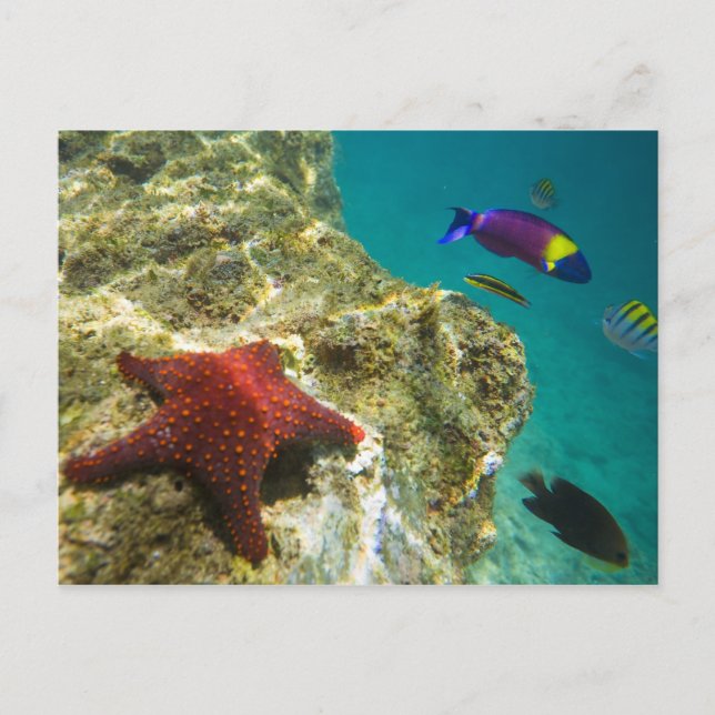 Cartão Postal Cortez Rainbow Wrasse macho e fêmea e mar (Frente)