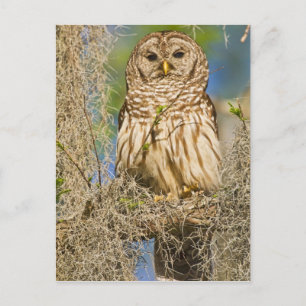 Cartão Postal Coruja-barreada (Strix varia) empoleirada em cipre