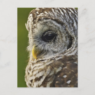 Cartão Postal Coruja-barreada, Strix varia, Michigan