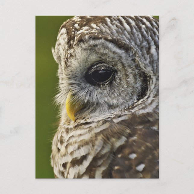 Cartão Postal Coruja-barreada, Strix varia, Michigan (Frente)