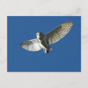 Cartão Postal Coruja-buraqueira em Voo Diurno