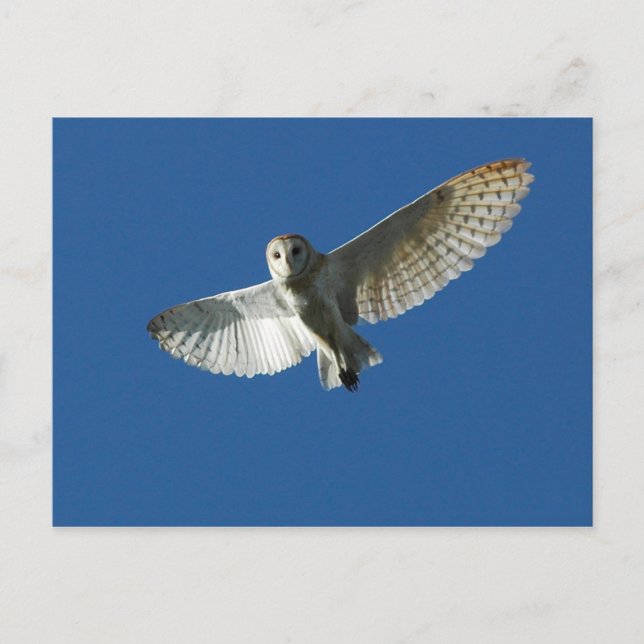 Cartão Postal Coruja-buraqueira em Voo Diurno (Frente)