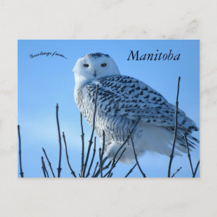 Cartão Postal Coruja das Neves em Manitoba Canadá