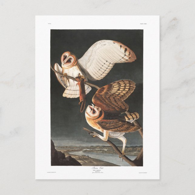 Cartão Postal Coruja de celeiro da placa 171 de Audubon (Frente)