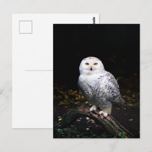 Cartão Postal Coruja de neve majestosa no inverno