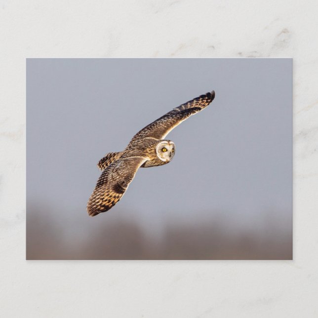 Cartão Postal Coruja-de-orelha-curta no Shawangunk Grasslands (Frente)