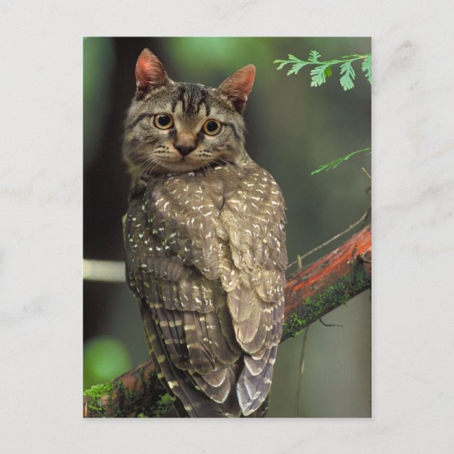 Cartão Postal Coruja do gato (Frente)
