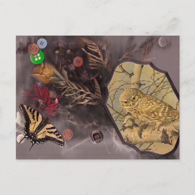 Cartão Postal coruja e borboleta (Frente)