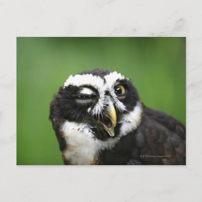 Cartão Postal Coruja Espetacada (Pulsatrix perspicillata) (Frente)