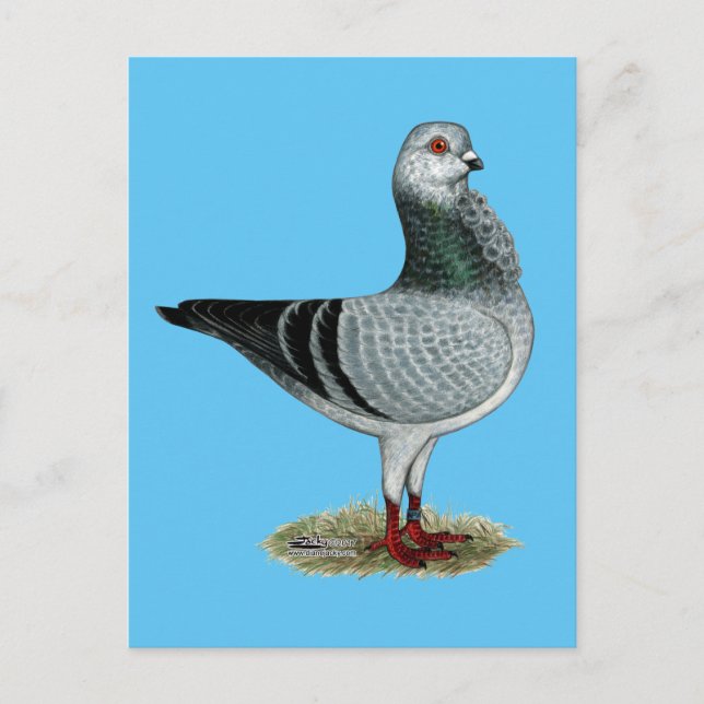 Cartão Postal Coruja Italiana Grizzle Pigeon (Frente)