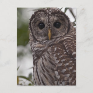 Cartão Postal Coruja Juvenil Barred (Strix varia)
