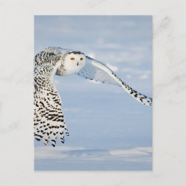 Cartão Postal Coruja Pássaro de inverno Neve Congelada Gelo Frio