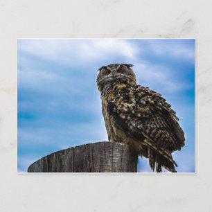 Cartão Postal Coruja Pássaros Natureza Animal Destino Paz Amor