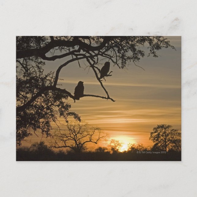 Cartão Postal Corujas de águia-gigante (Bubo lacteus) silenciada (Frente)