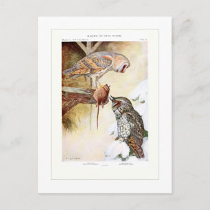 Cartão Postal Corujas de barão e de orelha longa