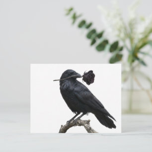 Cartão Postal Corvo