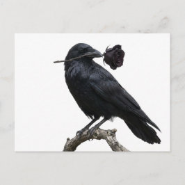 Cartão Postal Corvo