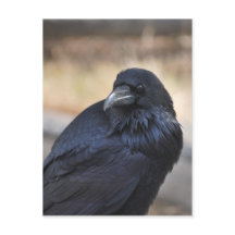 Corvo de Yellowstone