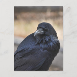 Cartão Postal Corvo de Yellowstone