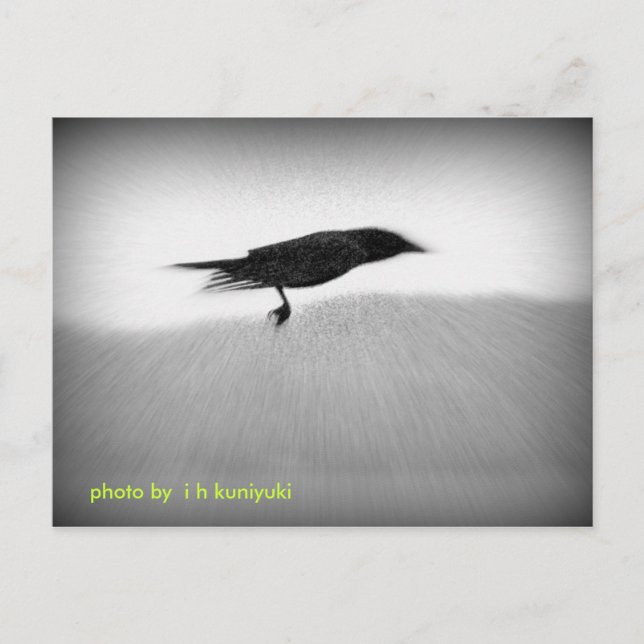 Cartão Postal Corvo do discrição (Frente)