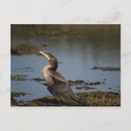 Cartão Postal Corvo-marinho