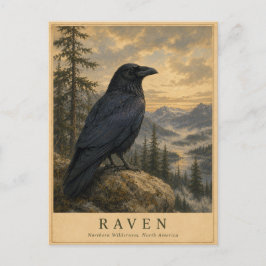 Cartão Postal Corvo Northern Wilderness VINTAGE