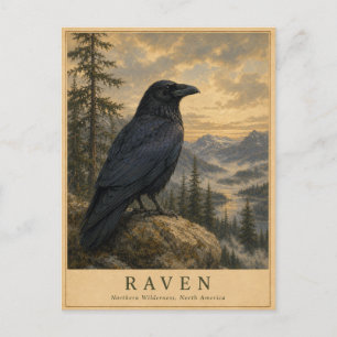 Cartão Postal Corvo Northern Wilderness VINTAGE