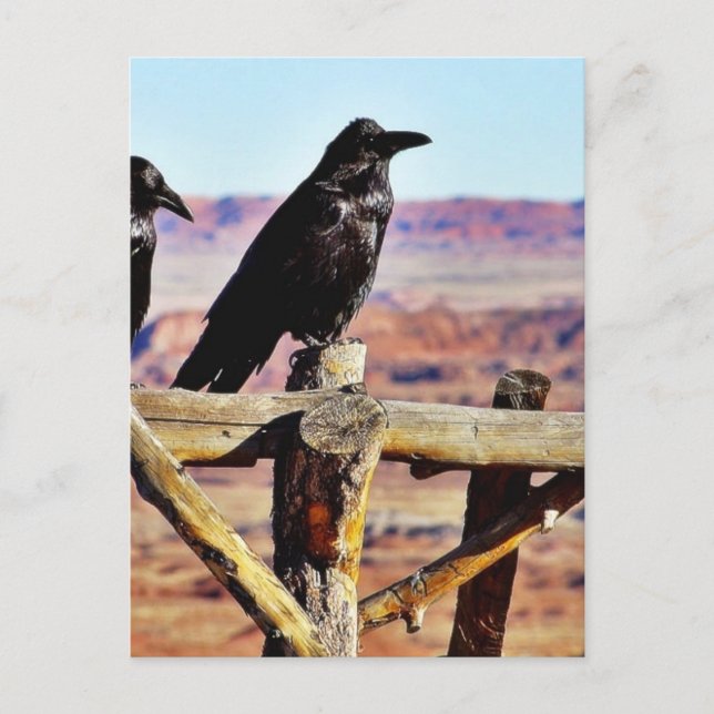 Cartão Postal Corvos Ravens Aves Negras (Frente)