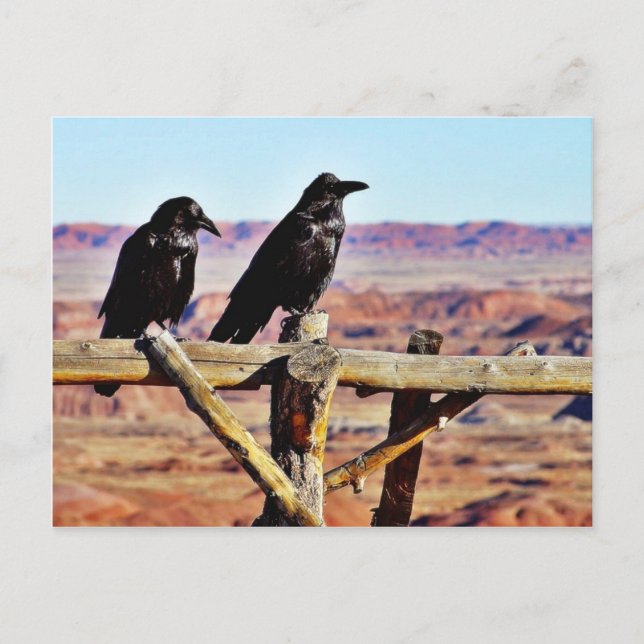Cartão Postal Corvos Ravens Aves Negras (Frente)