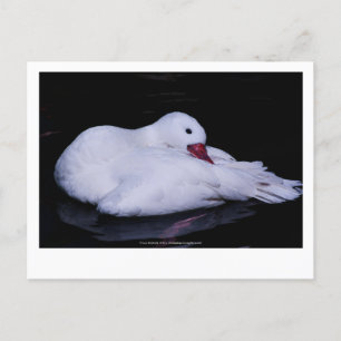 Cartão Postal Coscoroba Swan P3442